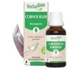 Cornouiller (Cornus sanguinea gemmae) bourgeon